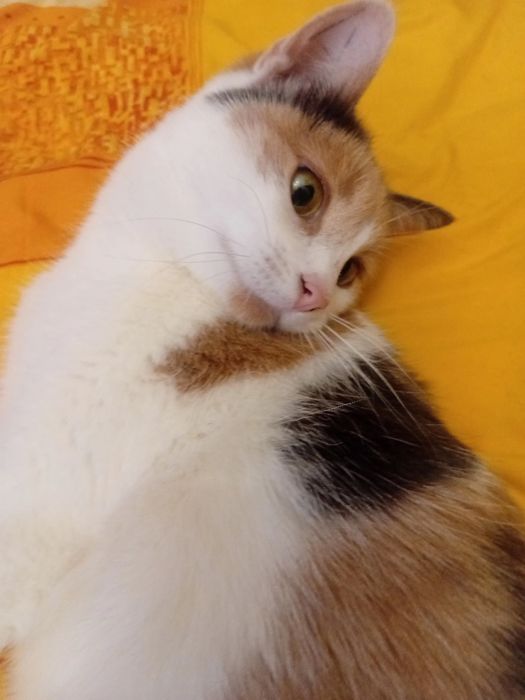 Игривая ручная кошечка, 8 мес. Стерилизована.