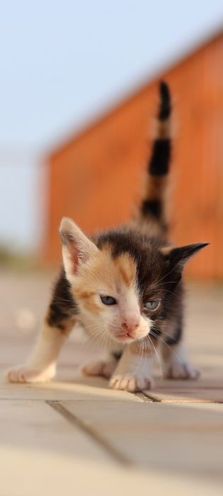 Gatos e Gatas para adotar