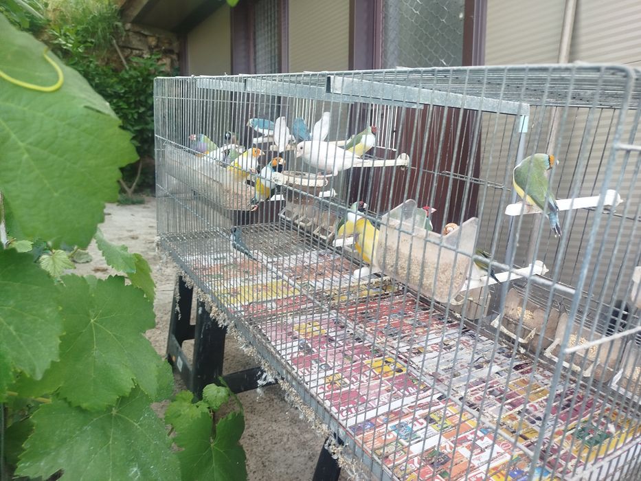 Diamantes de Gould