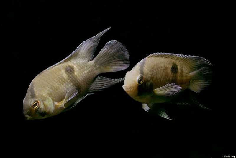 GB Akara z Maroni - dowóz ryb!