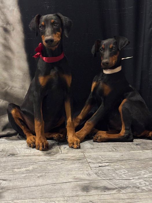 Добермани. Цуценятка