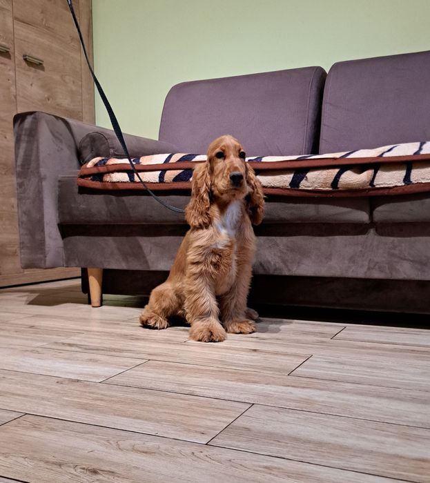 Cocker spaniel angielski piesek