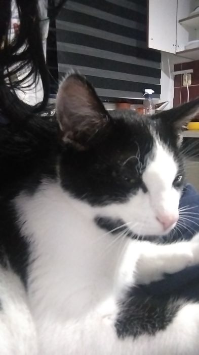 Oddam kotka w dobre ręce