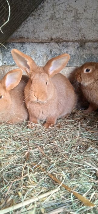 Mam na sprzedaż dwie ładne samice królika