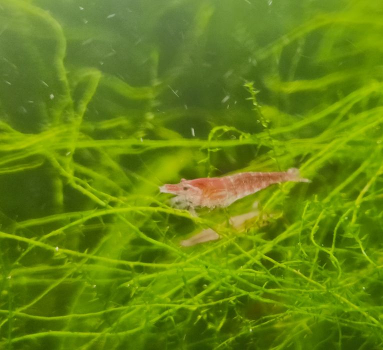 Krewetki akwariowe  Red Cherry