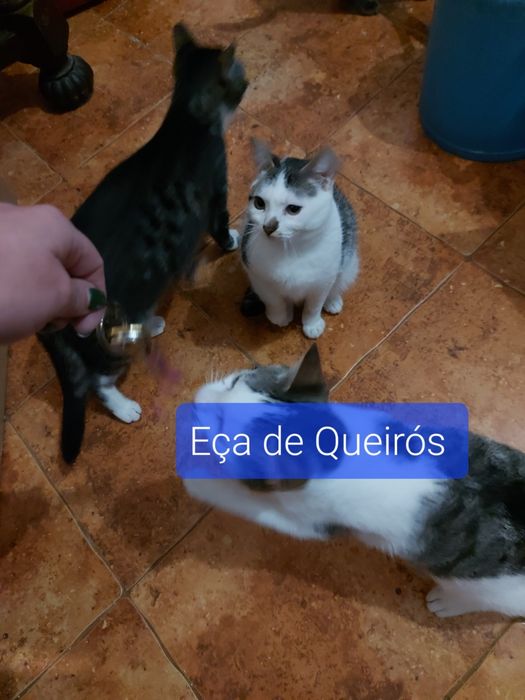 Gatinhos para adoção