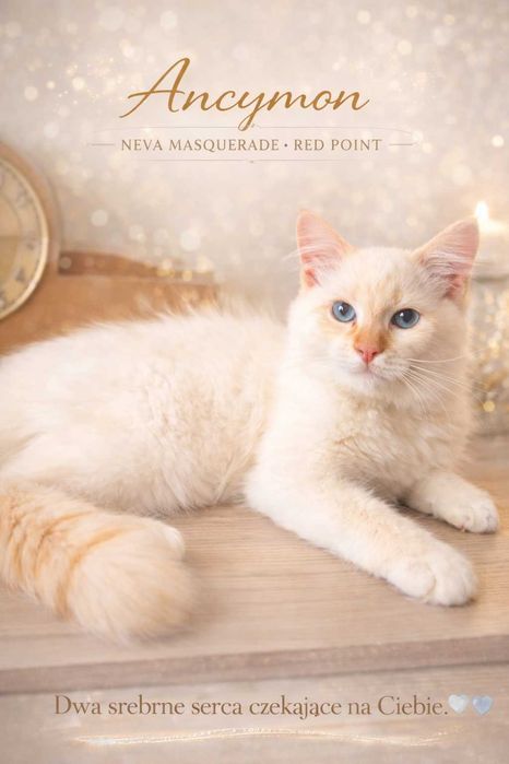 Ancymon Dumka PL piękny kocurek syberyjski neva masquerade red point