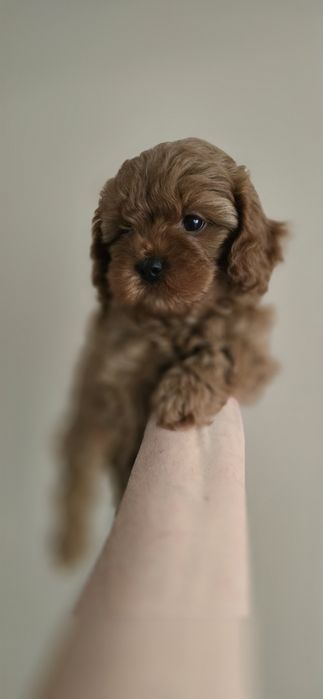 Cavapoo/ dziewczynka