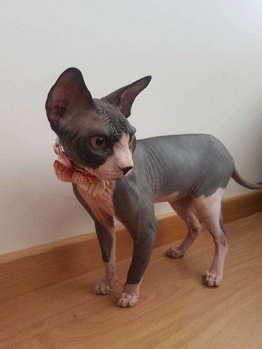 Disponível  Macho sphynx para acasalar