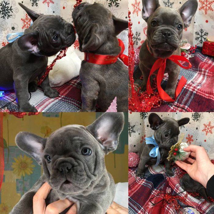 Щенки французского бульдога