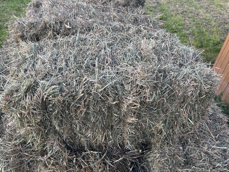 Siano kostki drugi pokos 2025