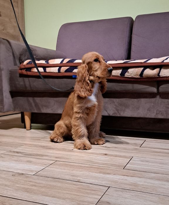 Cocker spaniel angielski piesek