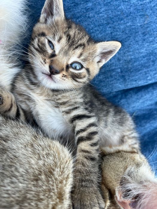 Віддам кошенят у добрі руки