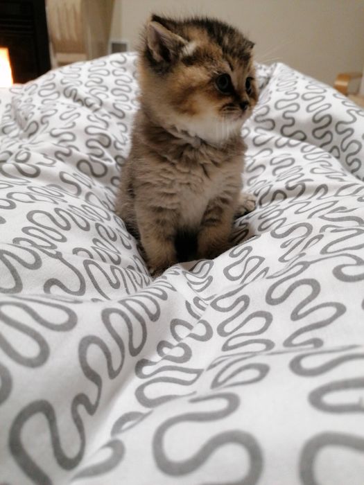 Gatinha British Shorthair Golden Shadded
