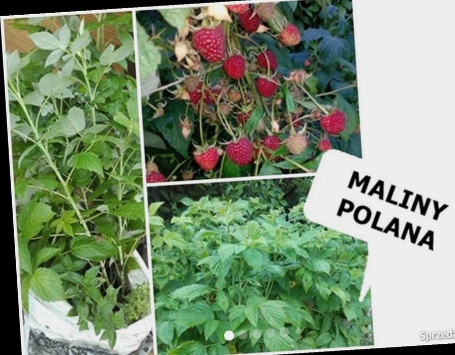 MALINY odmiana POLANA DUŻE sadzonki kopane z gruntu+GRATIS.