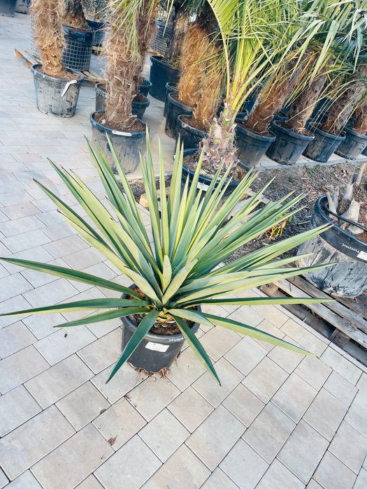 Yucca Treculeana juka yuca mrozoodporna -15 / -20