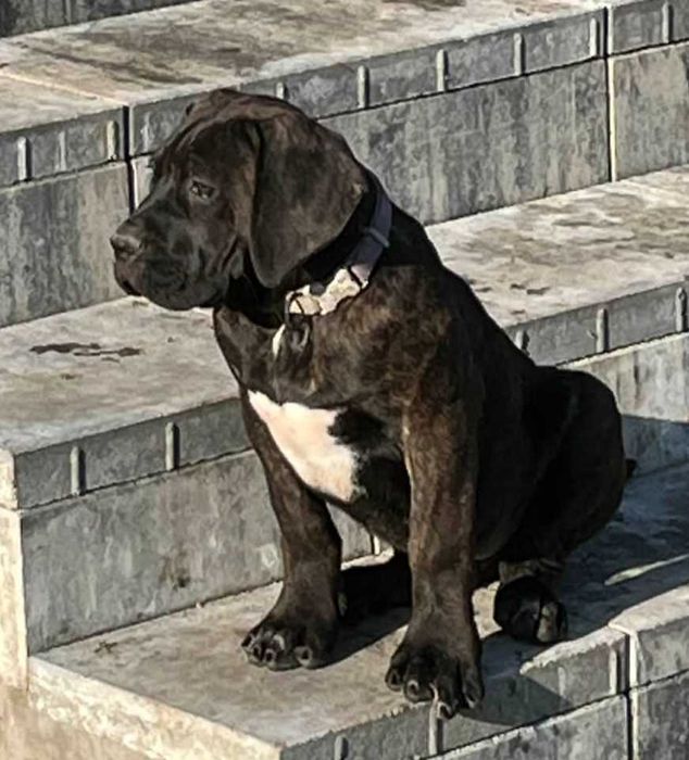 Cane Corso Italiano szczeniaczek