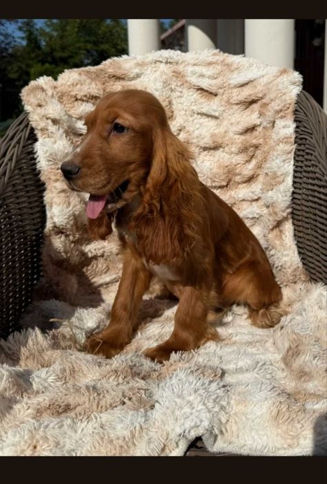 Cocker spaniel angielski suczka
