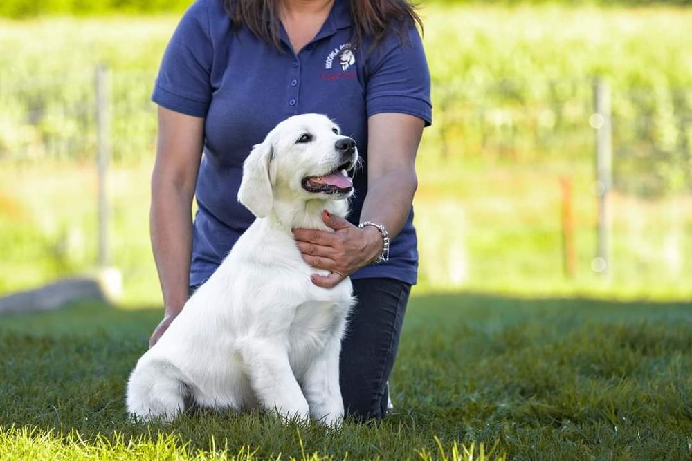 Golden Retriever FCI ZKwP