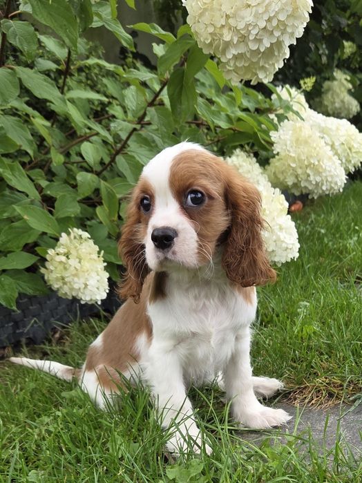 Cavalier King Charles Spaniel Samczyk