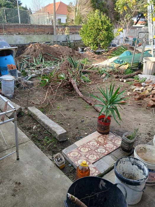 Yuca planta de interior ou exterior Gaia