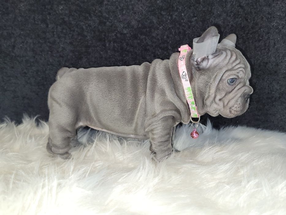 Dziewczynka  liliowа, aksamit BIG ROPE.