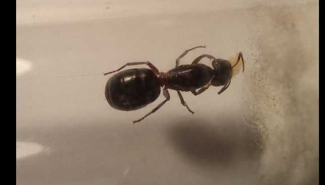 Муравьи - Camponotus ligniperda