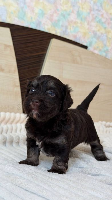 Неймовірна красуня. Хаванез . Дівчинка. КСУ