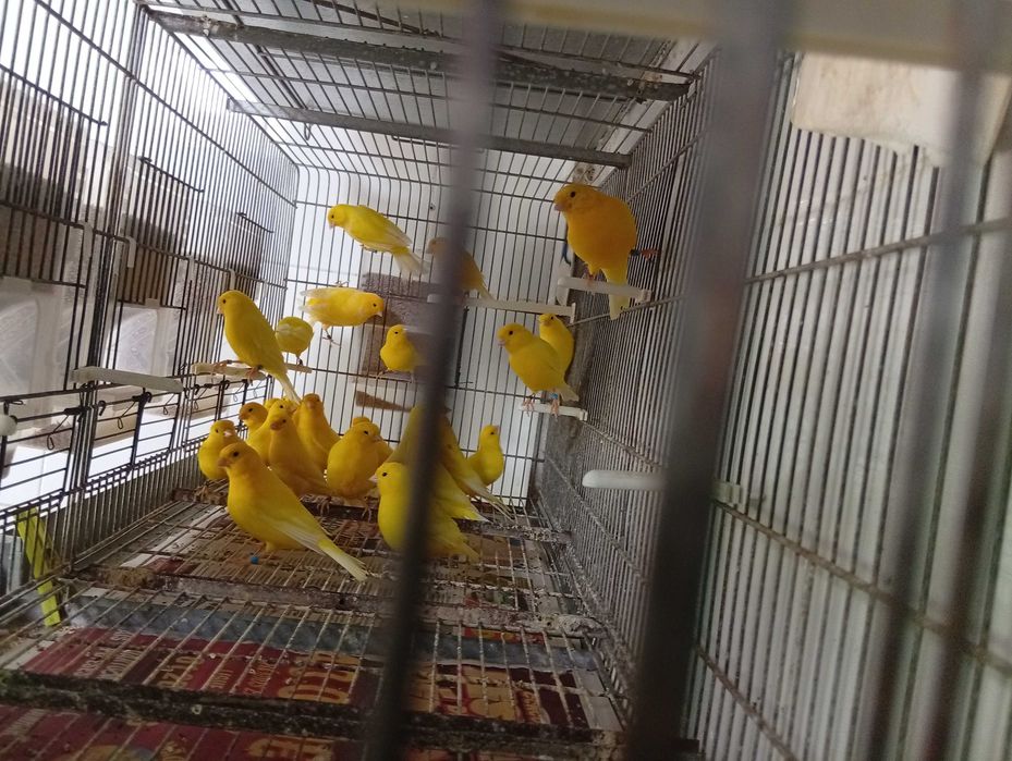 Canários amarelos
