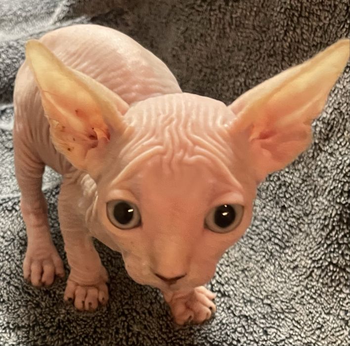 Gatinho Sphynx nascido 20/04