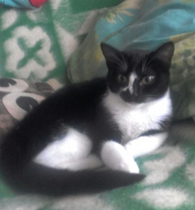 Молоденька кицюня 5 місяців. В люблячу родину.