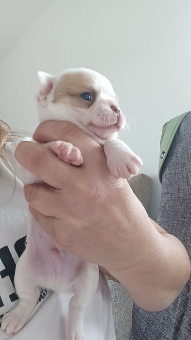 Śliczny malutki chihuahua