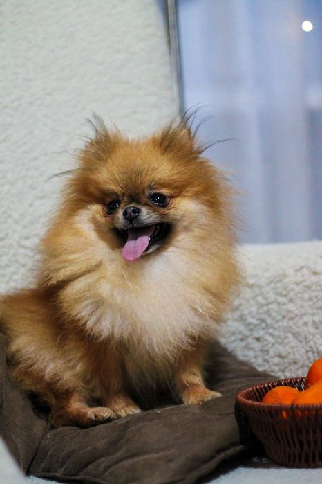 Померанский Шпиц девочка Мини