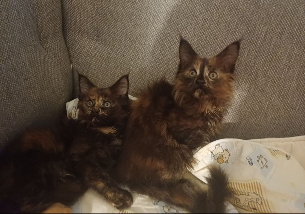 Котята с питомника IZUMRUD