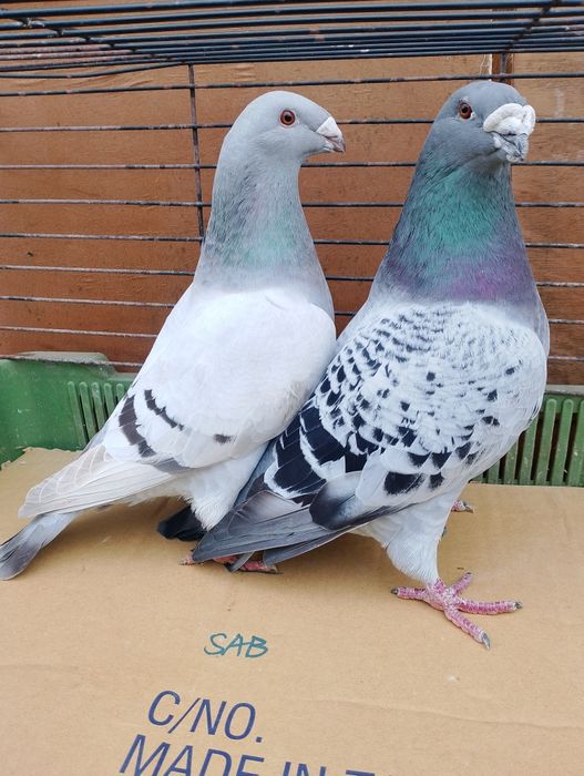 Sprzedam gołębie pocztowe standard para parzystą.