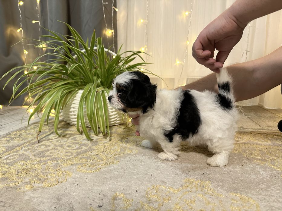 Цуценята бівер-йорк терʼєра — маленьке щастя у ваш дім