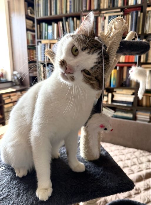 Фунтік. Дуже класний дуже ласкавий котик