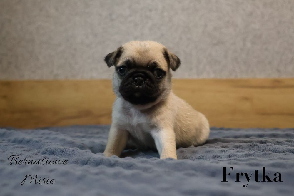 Mops beżowa sunia Frytka
