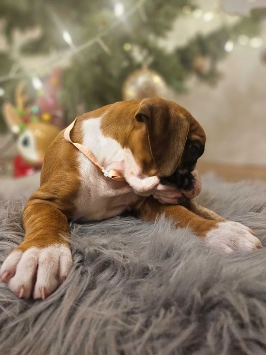 Śliczna sunia bokser