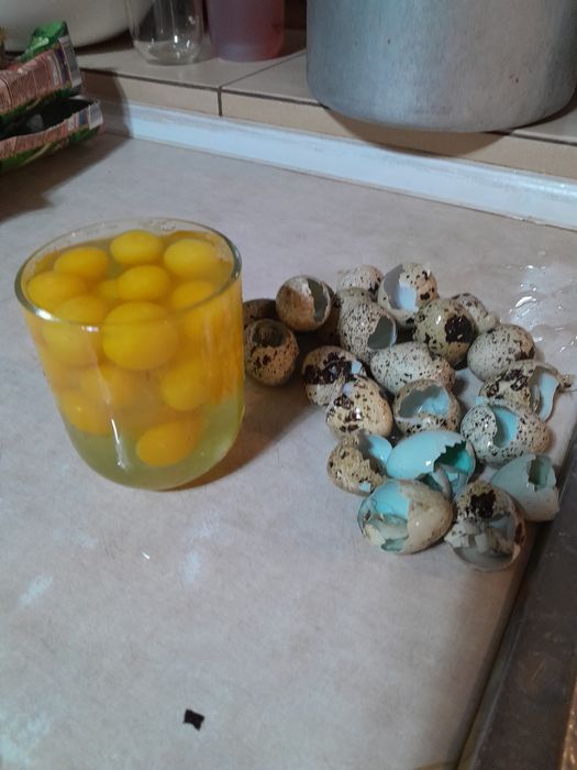 Sprzedam jajka przepiórcze