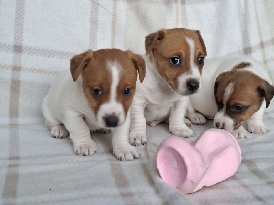 Jack Russell Terrier