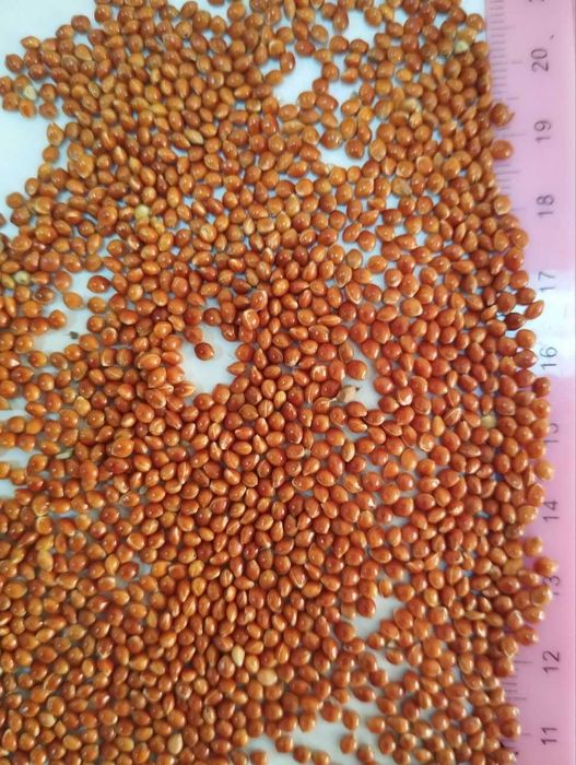 Продам просо жовте та соняшник смугастий