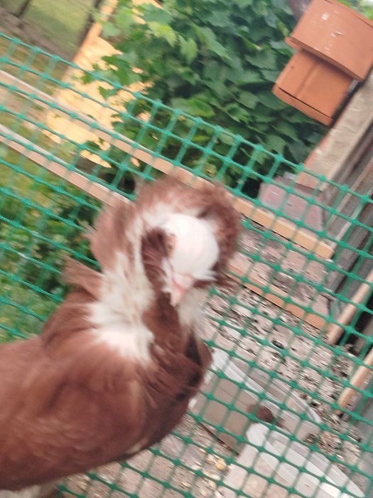 Gołębie ozdobne oddam za