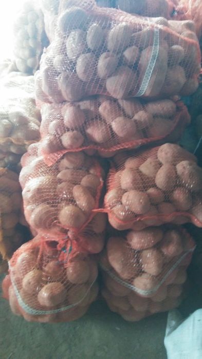 Ziemniaki jadalne Bellarosa, Baltic-rosa