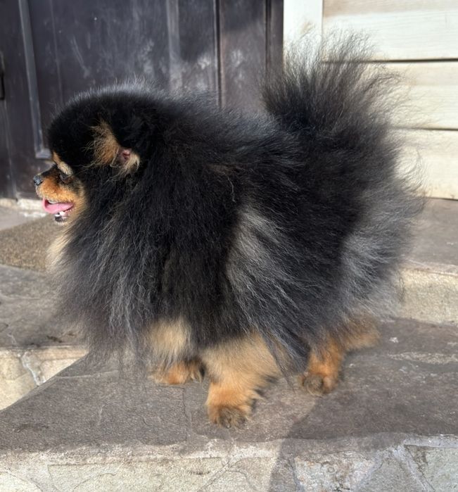 Мини малышка)Супер ласковая!