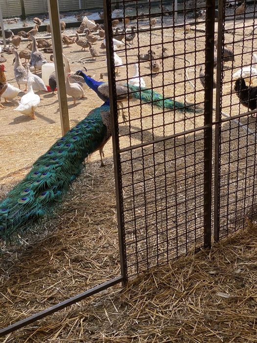 Pavões adultos e jovens