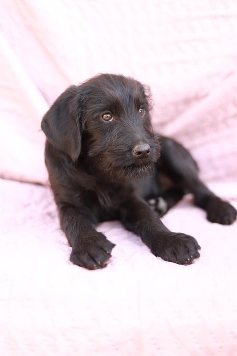 Malutki kudłacz merdaniem ogonka prosi o dom