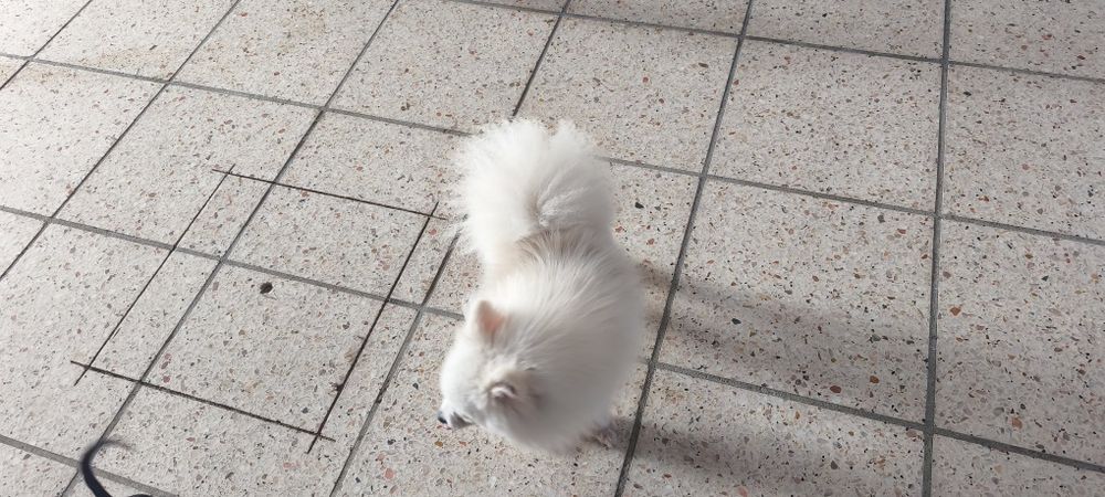 Spitz miniatura com 1 ano e meio para entrega imediata existe a possibilidade de entrega ao domicílio a combinar agrade