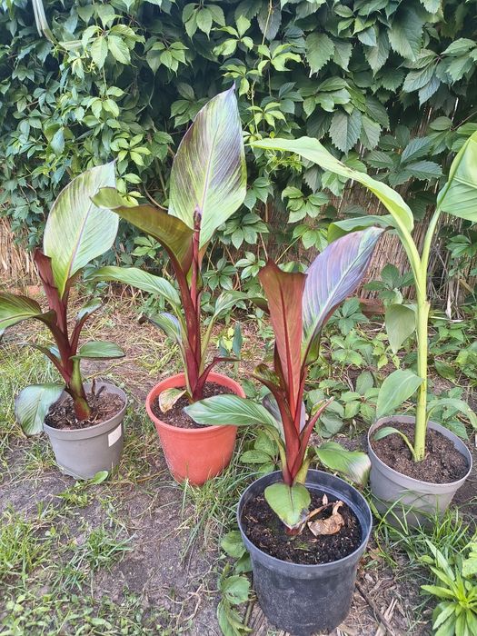 Bananowce essente ventricosum maurelii