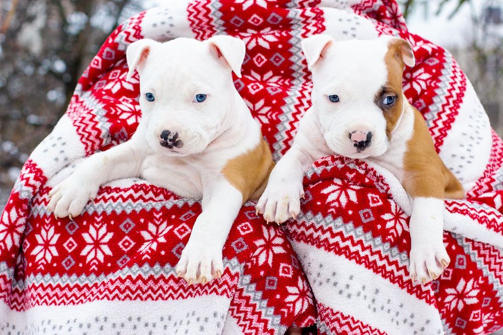 Вільні хлопчики (кобелі)  ам.стафф повний пакет